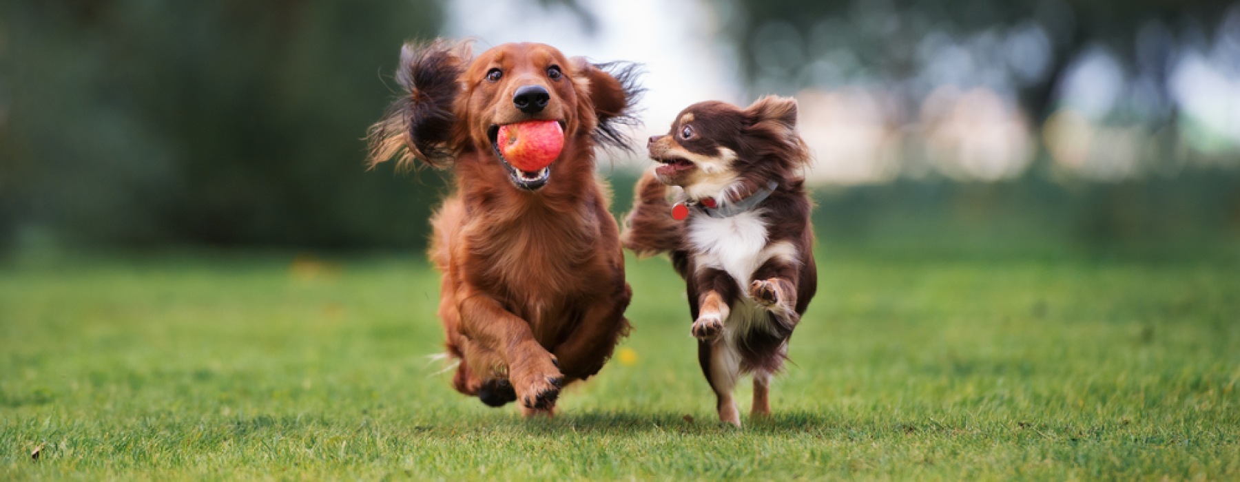 Pet-Friendly Apartments in Lakewood, Colorado