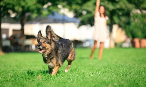 Dog enjoying a day in the park in Denver