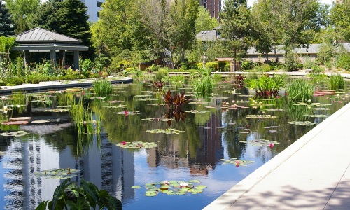 A pond in rectangular shape with lily flowers in Denver Colorado